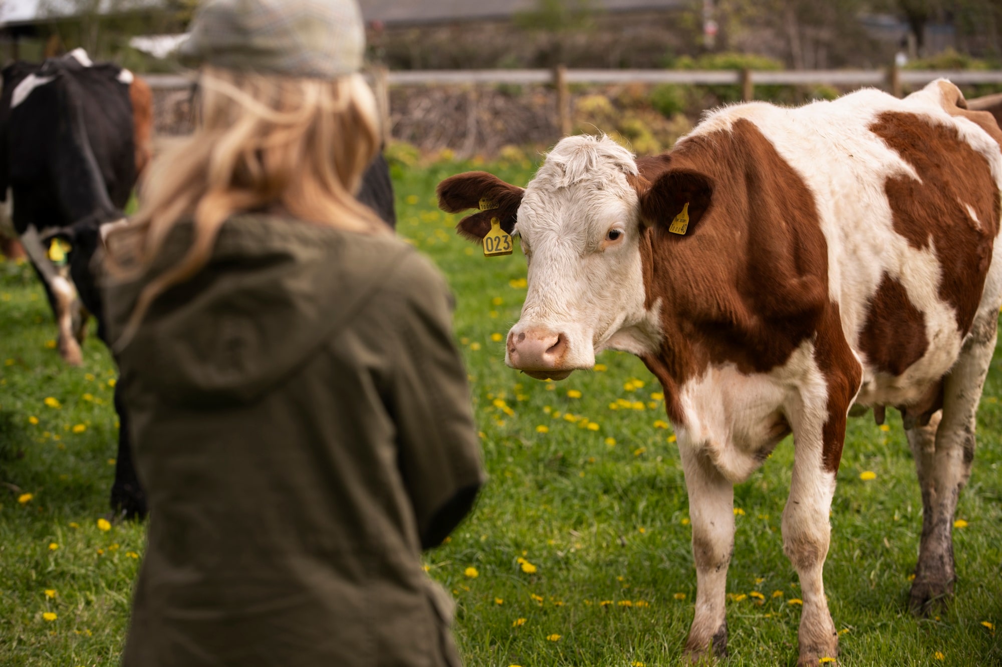 Éleveuse observant une vache en pâturage, symbole d’un élevage durable et équitable soutenu par le biopartenariat français entre la marque Tante Hélène et les producteurs APL-Bio Seine et Loire.