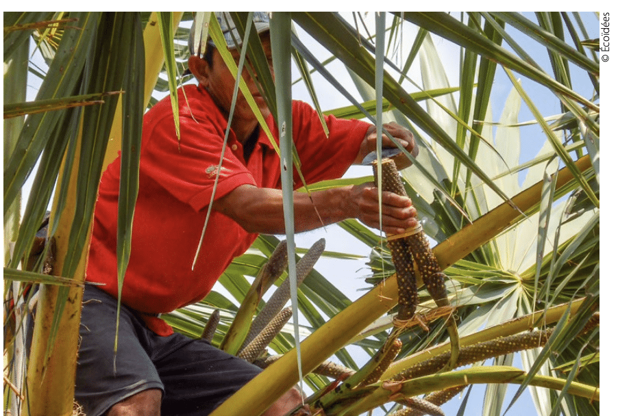 Producteur récoltant des fruits dans une filière engagée et équitable labellisée Biopartenaire®