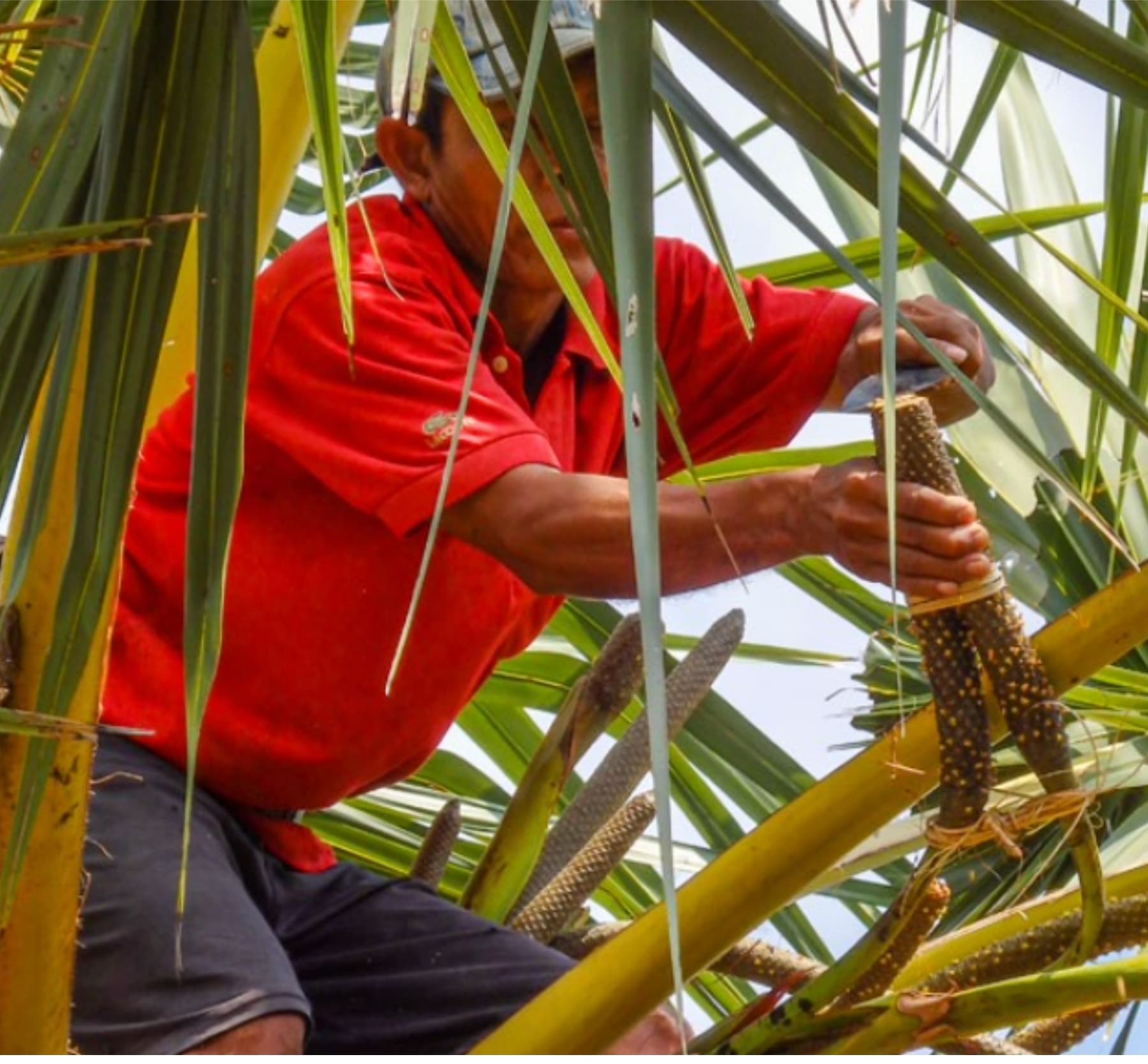 Producteur récoltant le sucre de coco dans une palmeraie — symbole du biopartenariat équitable soutenu par le label Biopartenaire®, garant d’une bio durable et responsable.