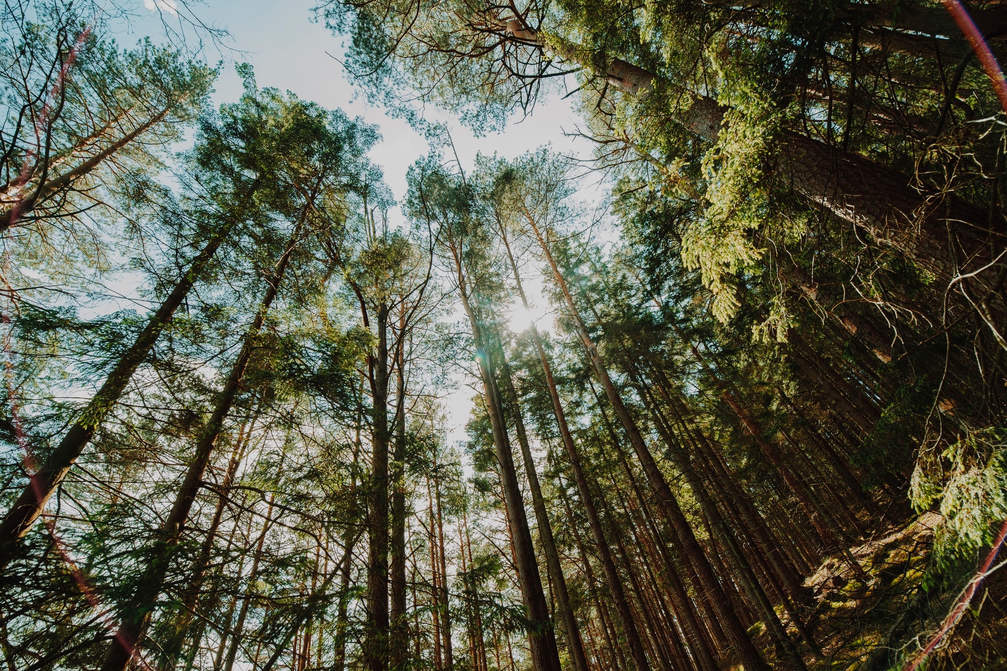 Forêt de pins : Forêt de pins ensoleillée, source naturelle d’essences de résine bénéfiques pour la respiration.