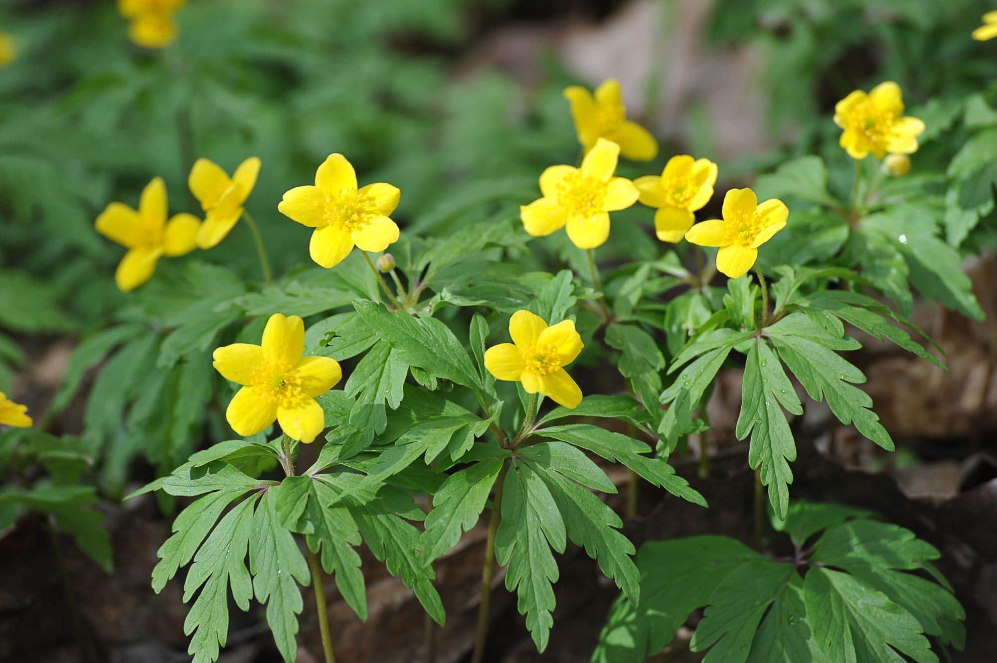 Petites fleurs jaunes de damiana au milieu de leur feuillage vert, photographiées en milieu naturel.