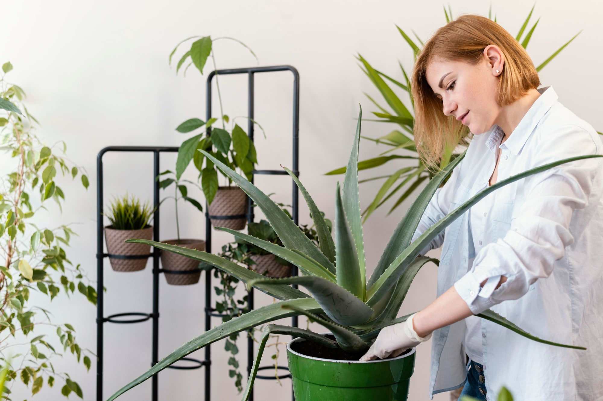 Personne rempotant un aloe vera dans un grand pot pour sa culture en intérieur