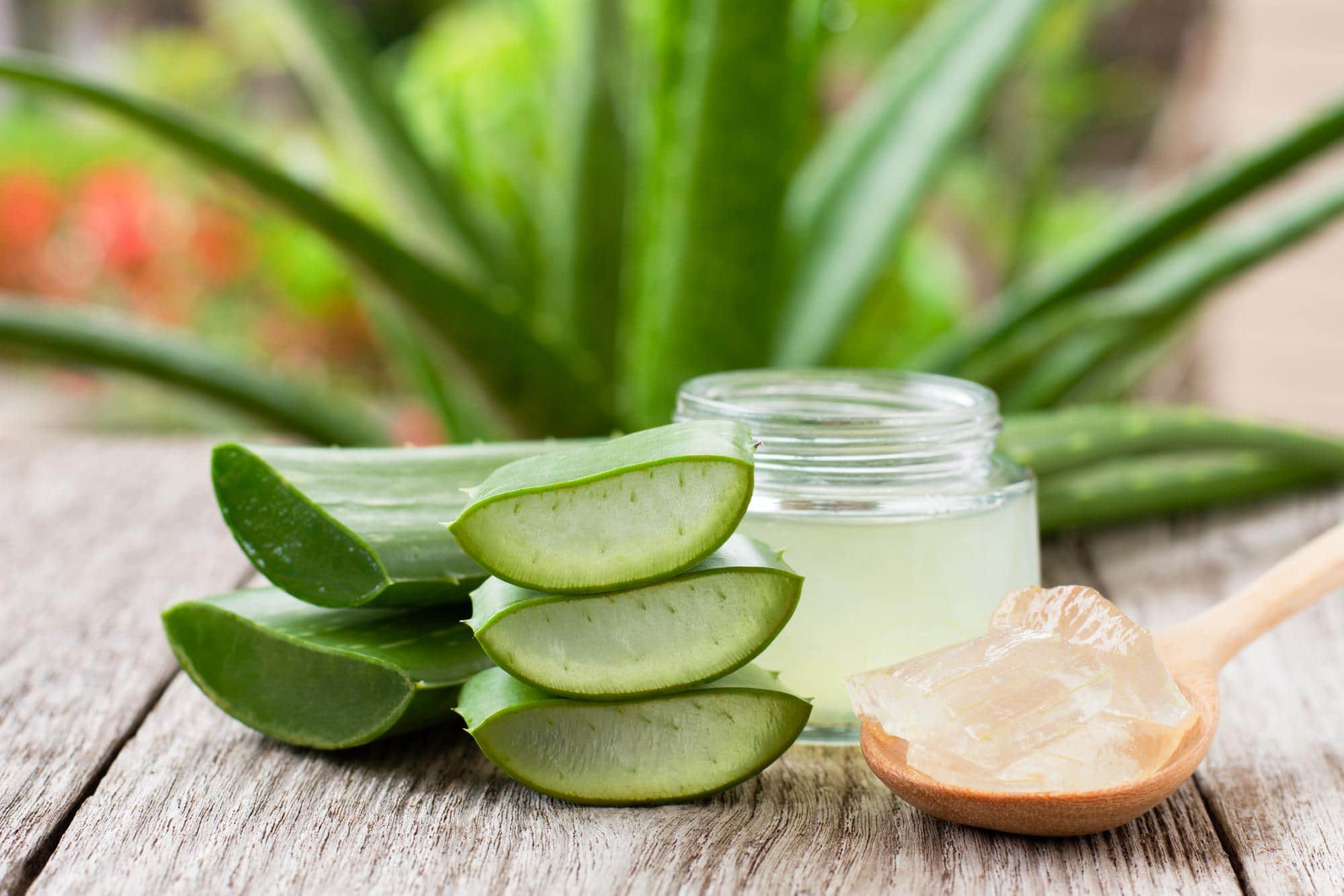 Gel d'aloe vera frais extrait de la feuille pour hydrater naturellement la peau