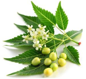 Feuilles et fruits de neem, plante aux mille vertus naturelles