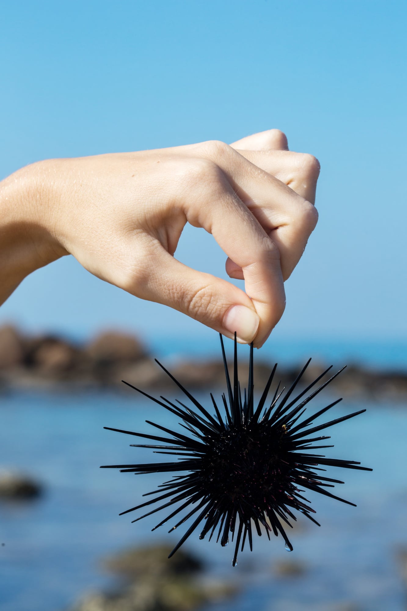 Main tenant un oursin noir sur une plage pour illustrer les conseils naturels en cas d'épine d'oursin.