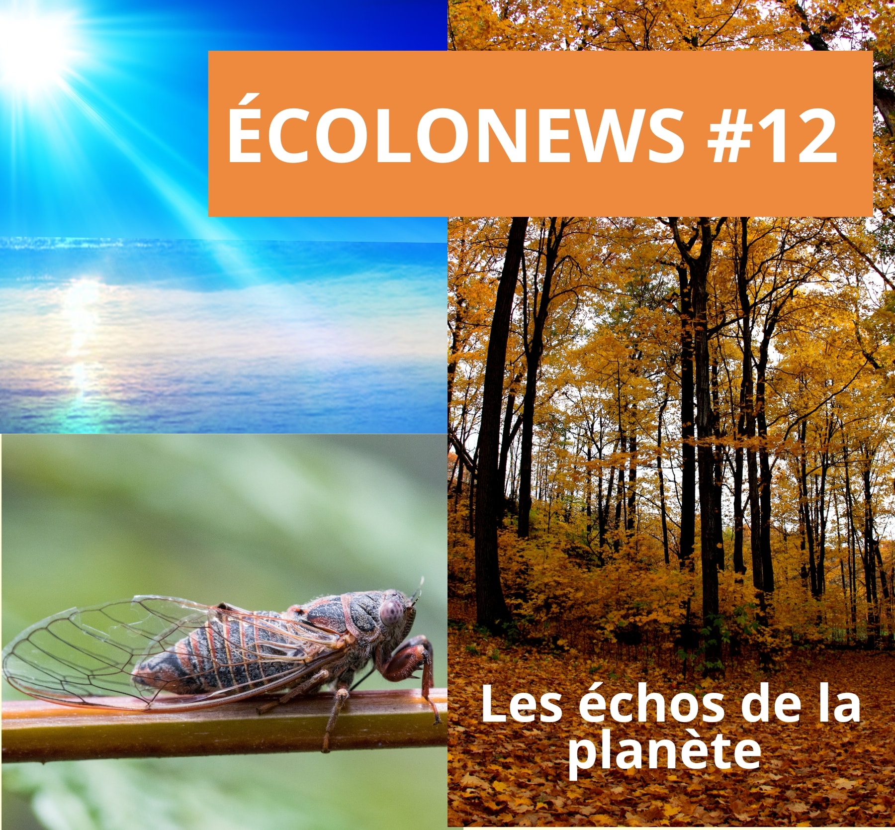 Écolonews #12 – visuel collage avec soleil, mer, cigale et forêt d’automne illustrant l’actualité écologique sur le climat, la nature et la société.
