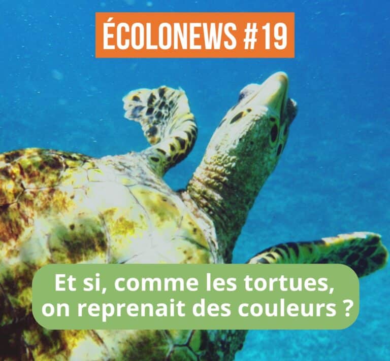 Tortue verte nageant dans une eau turquoise, symbole de vitalité et de nature préservée. Illustration de l’Écolonews #19 « Et si, comme les tortues, on reprenait des couleurs ? » – une invitation à l’écologie joyeuse et au renouveau.