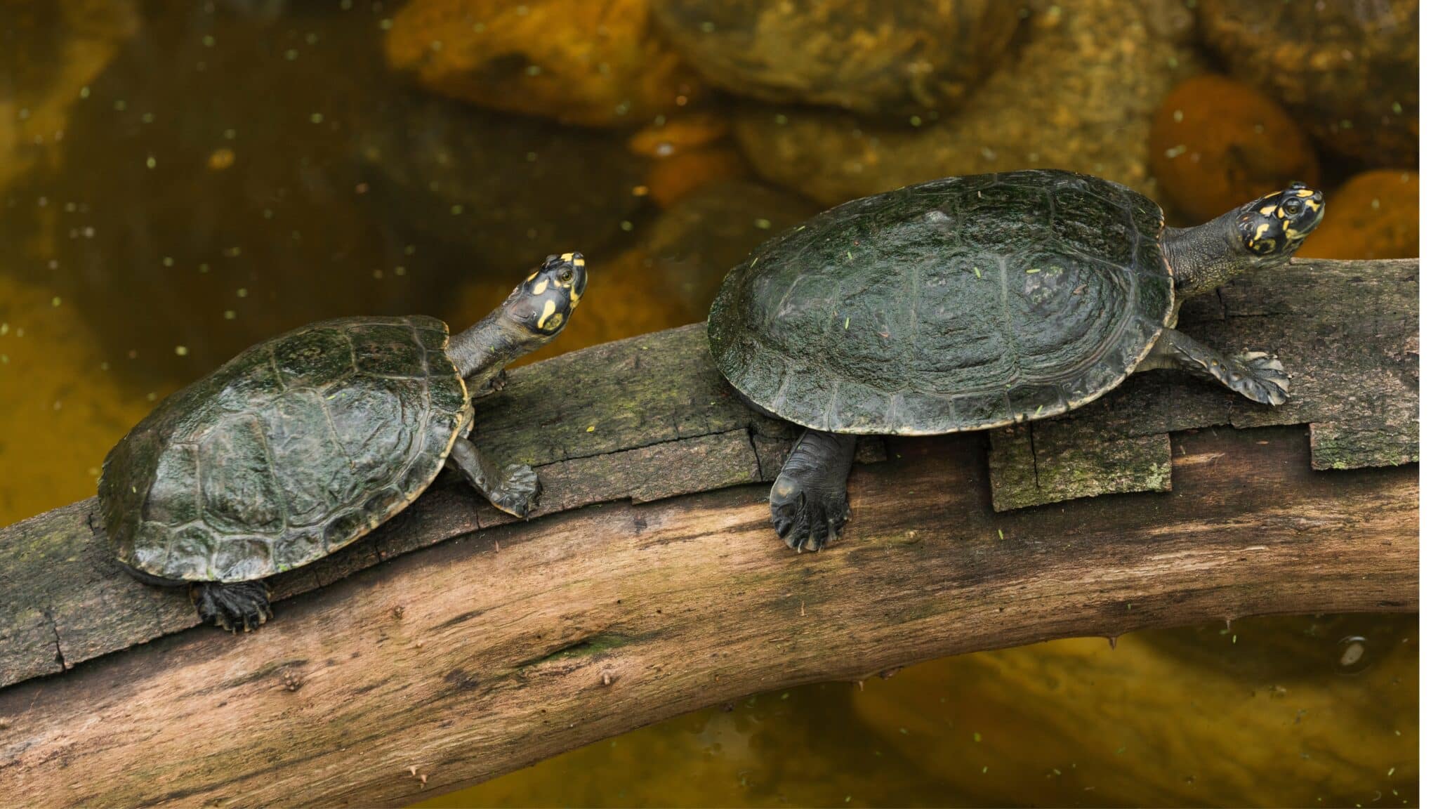 Deux tortues d’eau douce posées sur un tronc au bord d’un étang, symbole du retour de la biodiversité dans les zones humides.