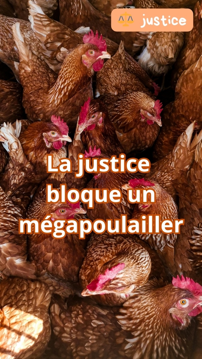 Groupe de poules rousses entassées dans un élevage intensif — illustration d’une décision de justice mettant fin à un projet de mégapoulailler pour manque d’eau.