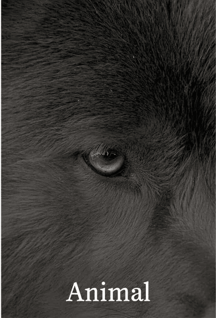 Gros plan en noir et blanc sur l’œil d’un animal sauvage, couverture du livre “Animal” publié par La Relève et La Peste.