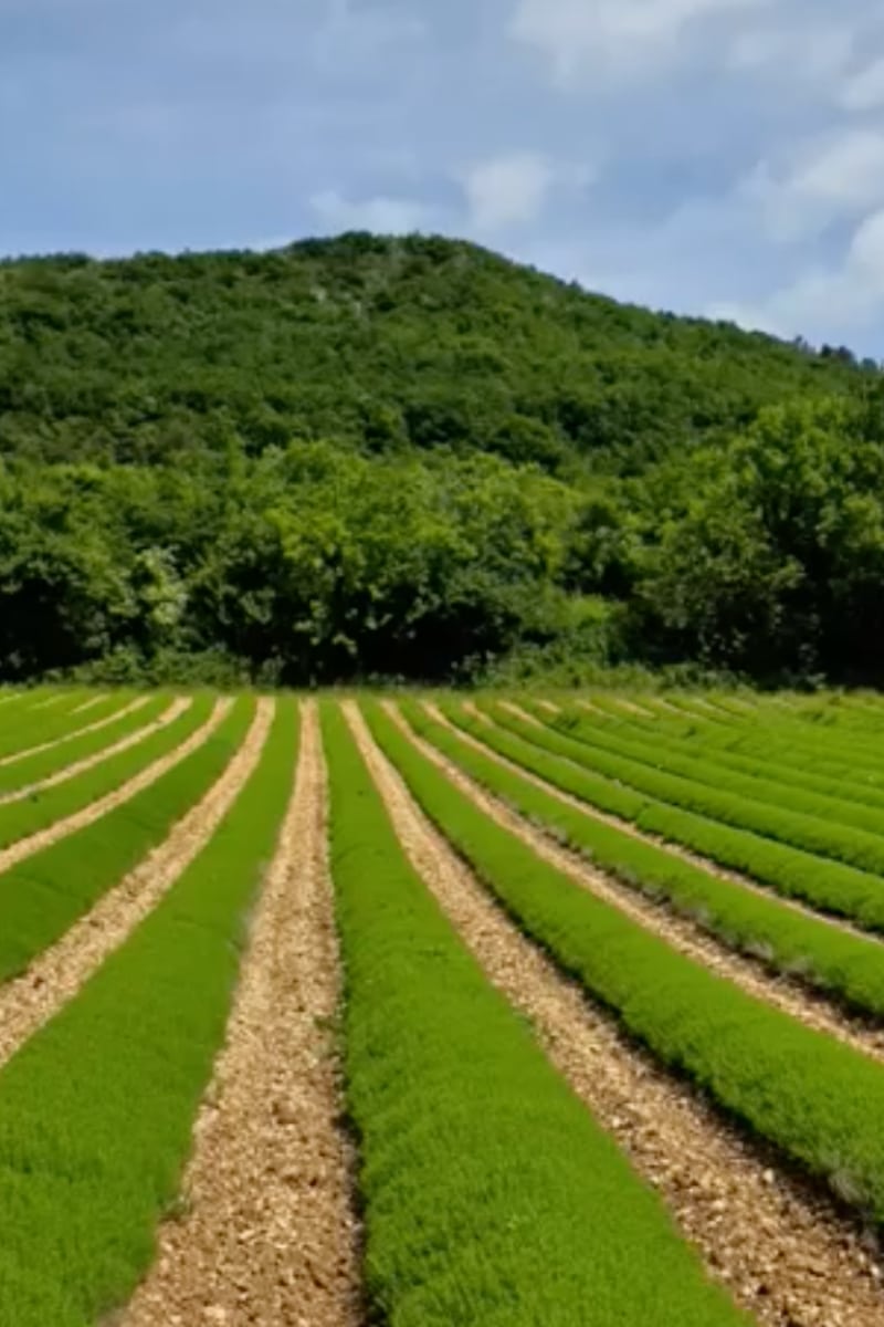 Culture de sarriette citronnée biologique Écoidées en Drôme