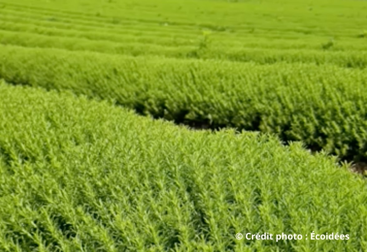 Champ de plantes aromatiques cultivées en agriculture biologique en Provence