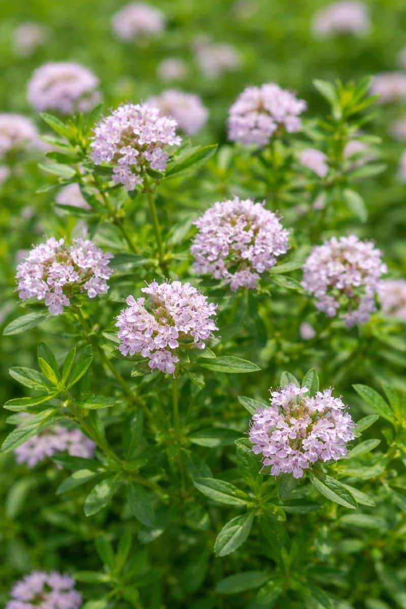 Fleurs de sarriette citronnée, plante aromatique proche du thym aux notes citronnées