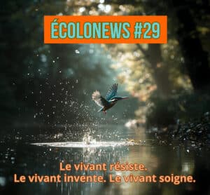 Martin-pêcheur en plein vol au-dessus de l’eau, symbole de la résilience du vivant – Écolonews #29, janvier 2026