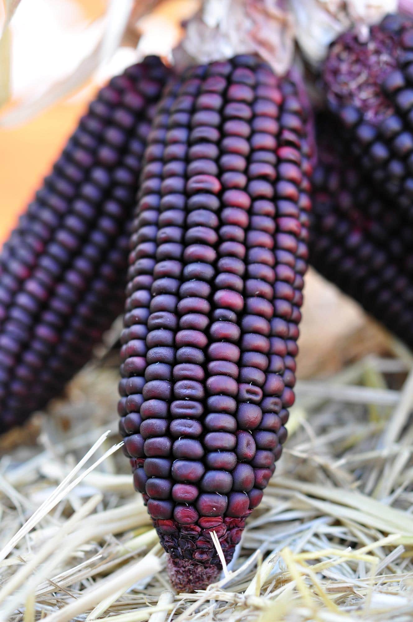 Épi de maïs violet riche en anthocyanes, variété andine du Pérou