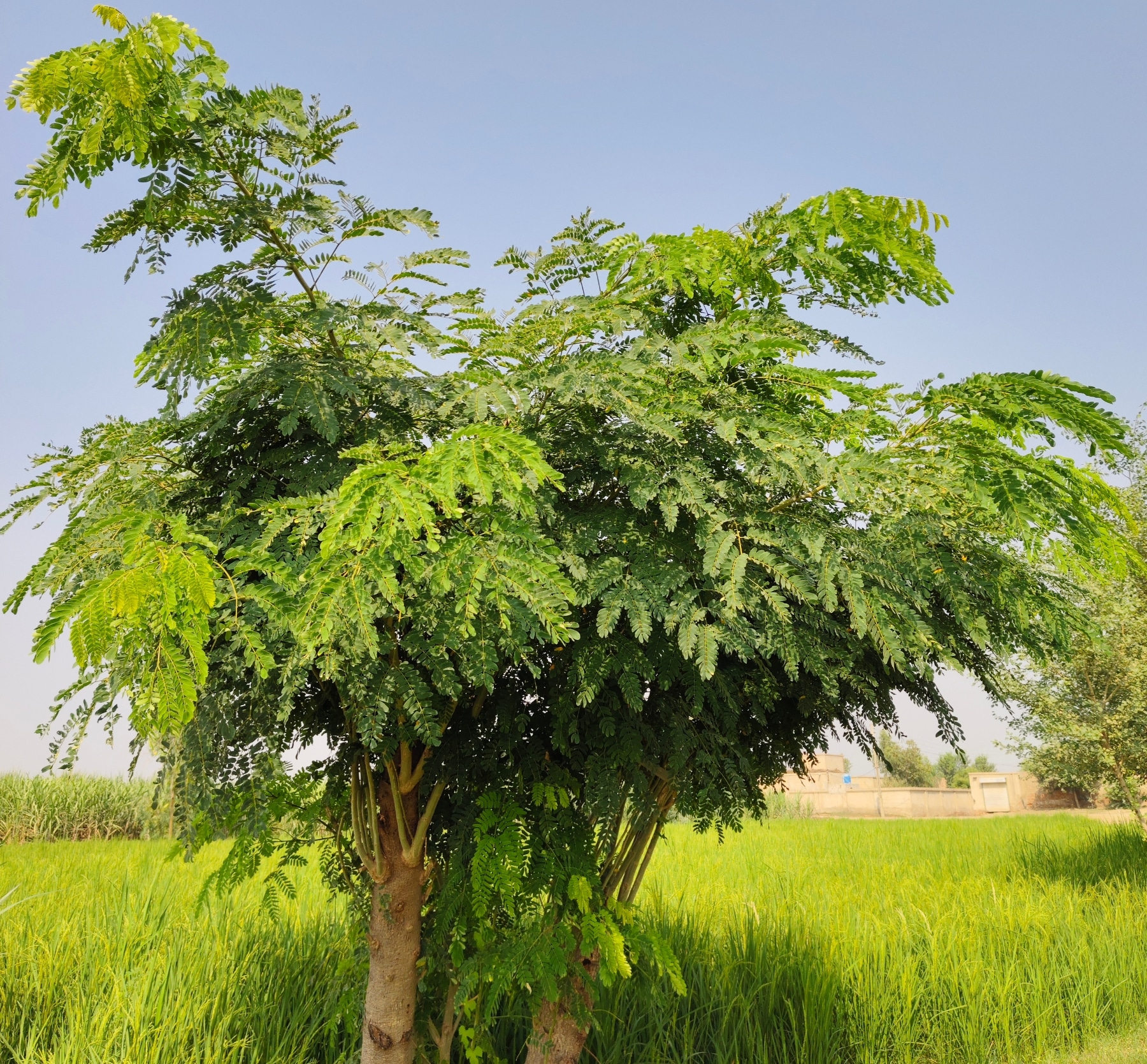 Arbre de moringa (Moringa oleifera) cultivé en plein air, reconnu pour ses feuilles très riches en nutriments