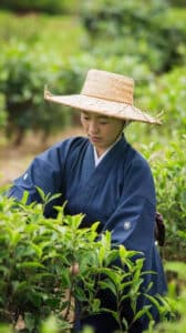 Productrice japonaise récoltant des feuilles de thé dans un champ de thé bio
