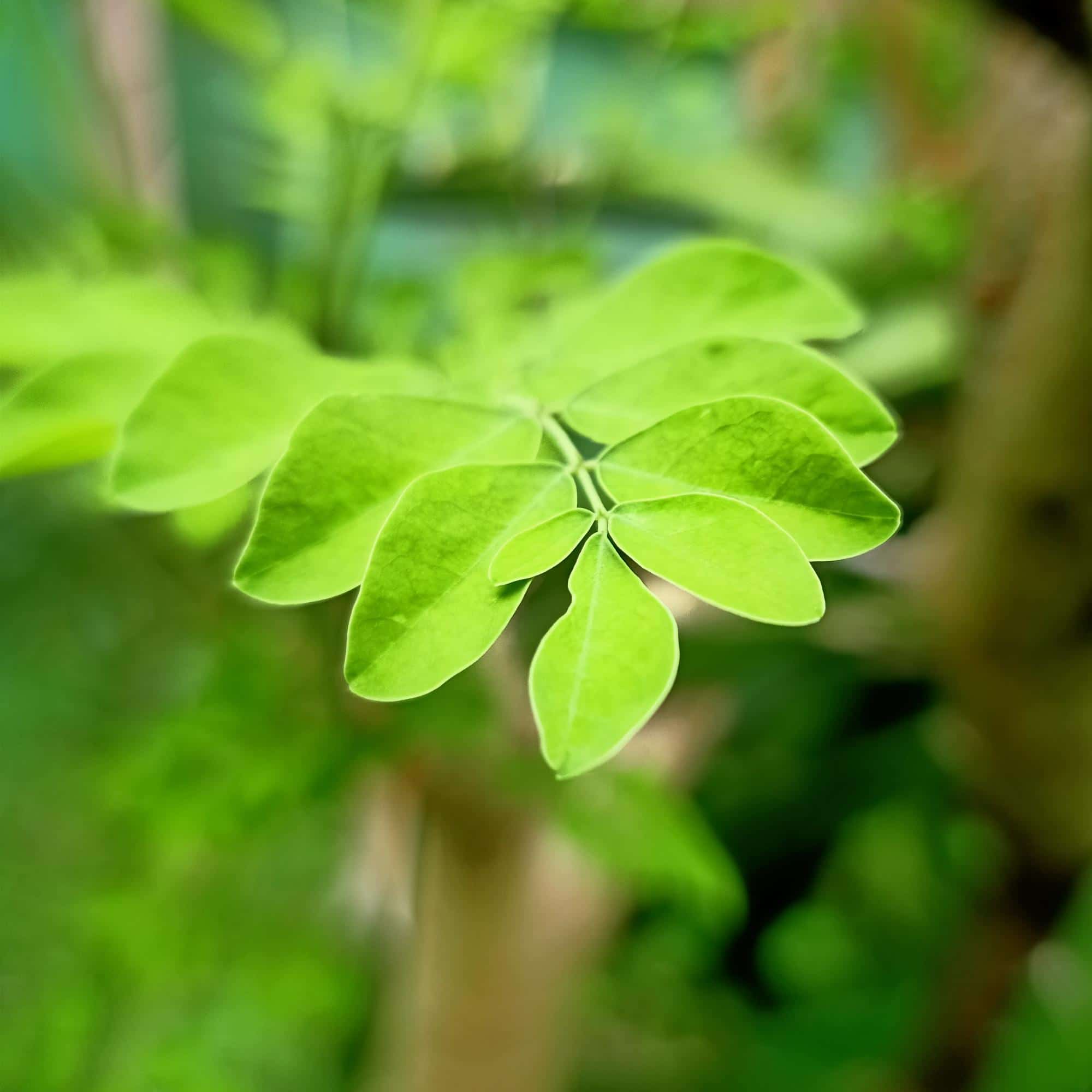 Gros plan sur des feuilles de moringa, naturellement riches en protéines végétales, vitamines et minéraux
