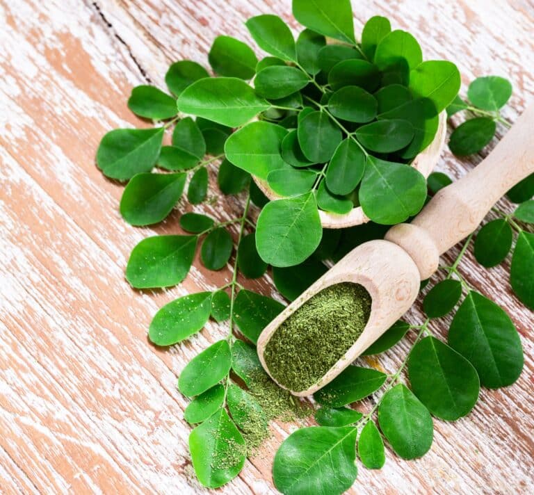 Feuilles de moringa fraîches et poudre de moringa bio, plante surnommée arbre de vie pour ses bienfaits nutritionnels
