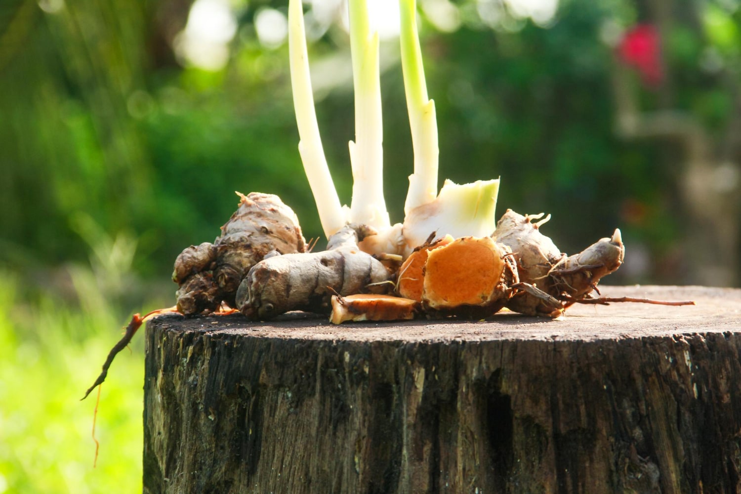 racines de curcuma frais posées sur un tronc en bois, plante utilisée en médecine ayurvédique depuis des millénaires