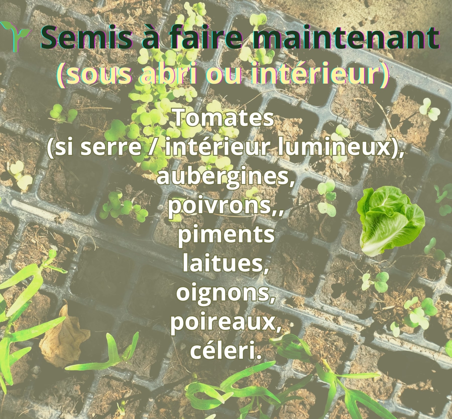 Semis de légumes sous abri ou en intérieur : tomates, aubergines, poivrons, laitues et céleri