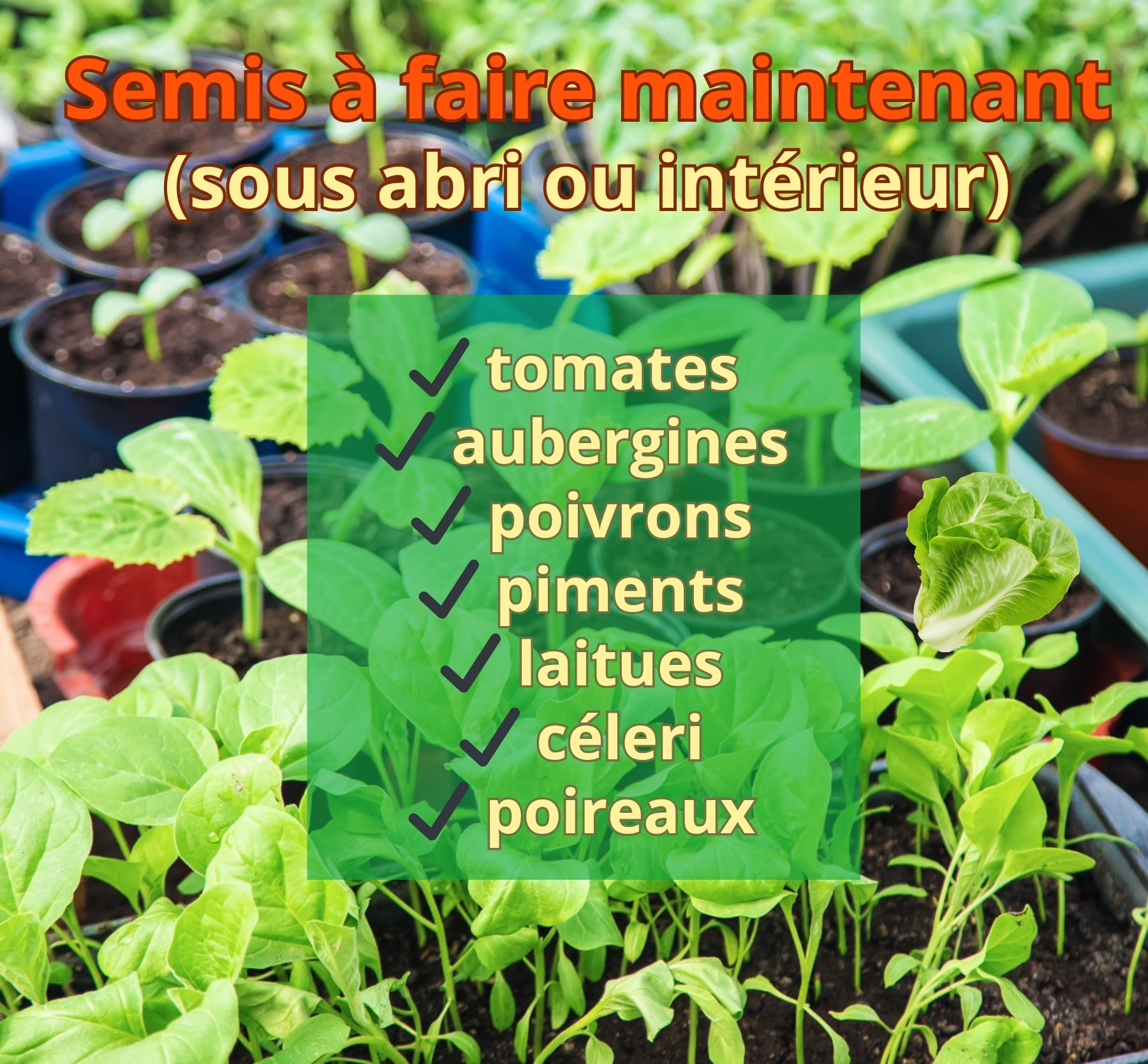 Semis d’avril sous abri ou intérieur tomates aubergines poivrons céleri poireaux laitues potager printemps