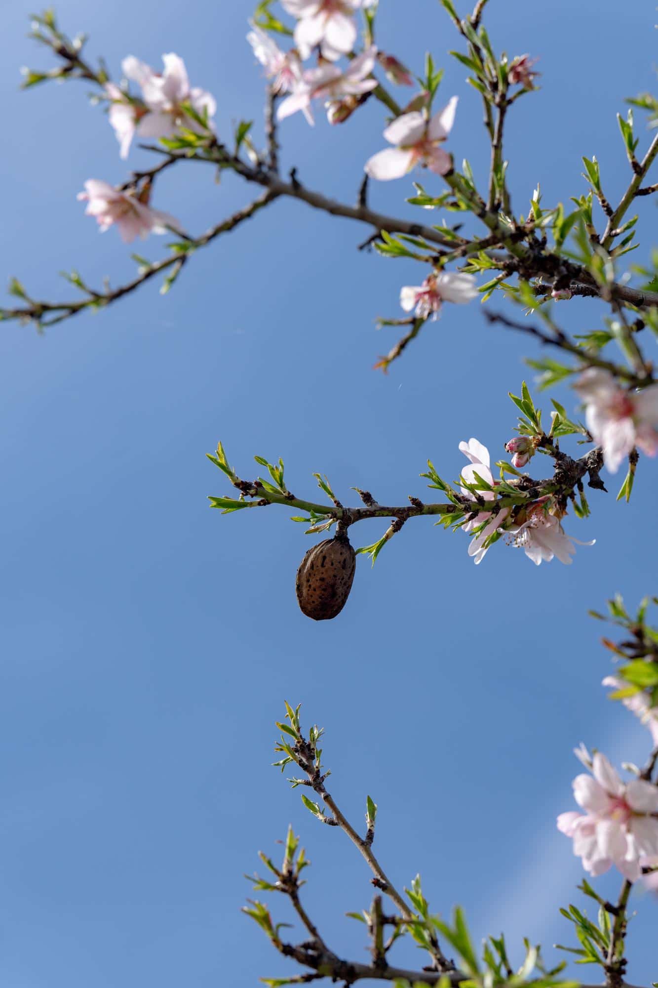 Branche d’amandier en fleurs avec une amande encore sur l’arbre sous un ciel bleu, symbole du printemps méditerranéen
