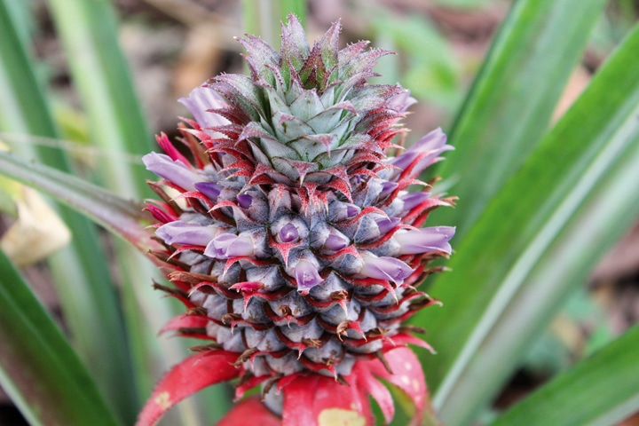 Ananas Cayenne cultivé dans une filière biologique et équitable au Togo