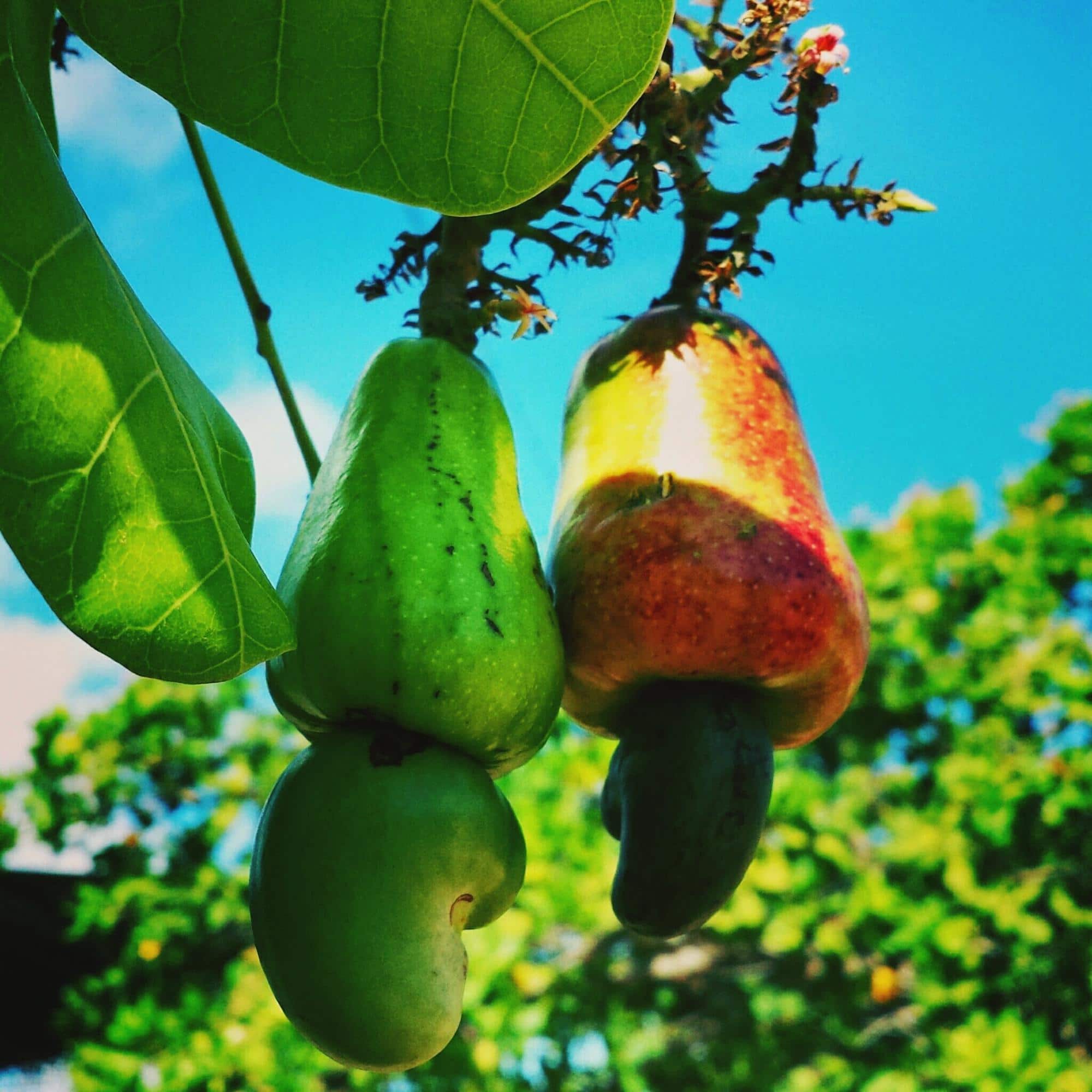 Fruits de l’anacardier sur un arbre tropical avec noix de cajou visibles sous les pommes de cajou