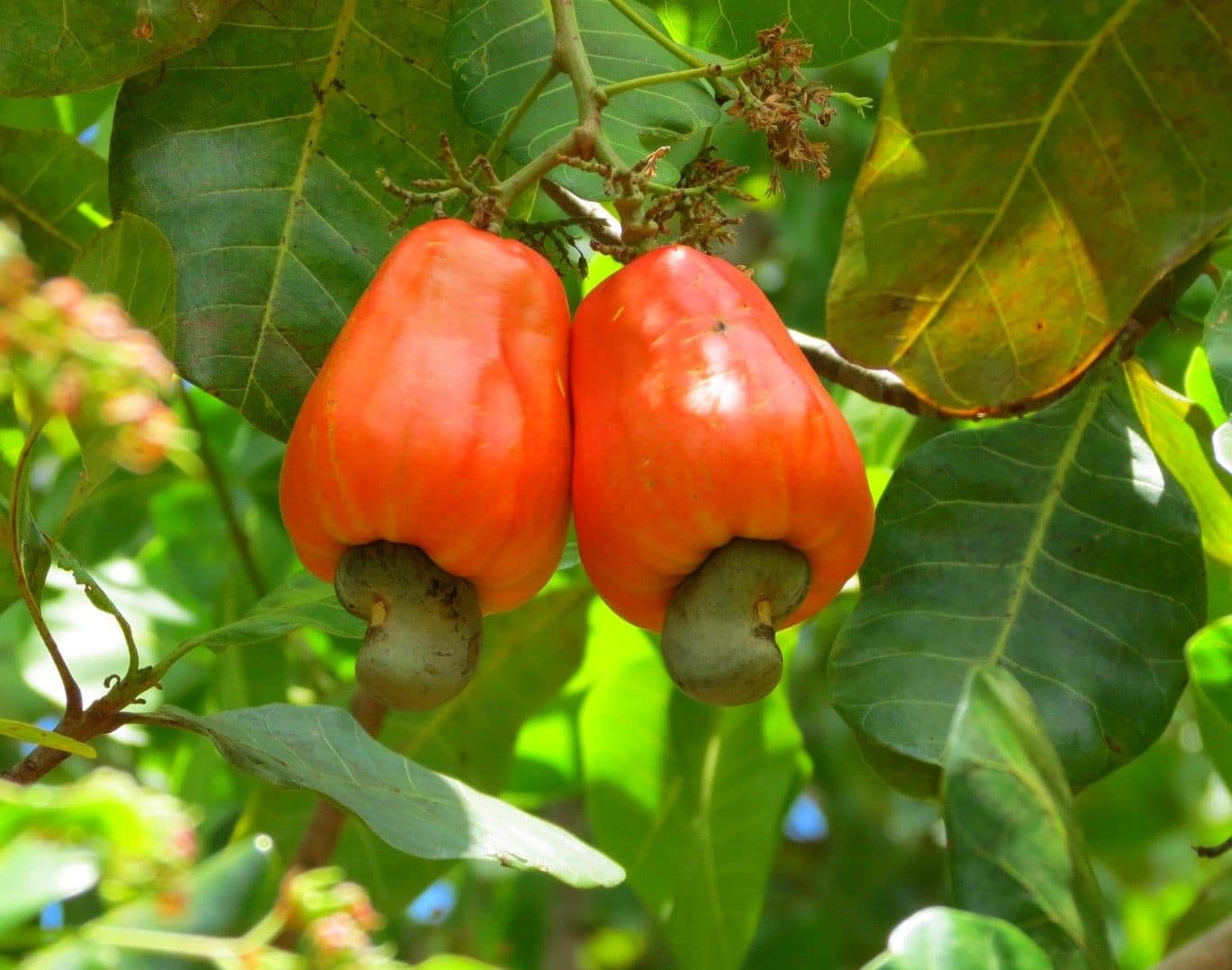 Noix de cajou poussant sur un anacardier tropical
