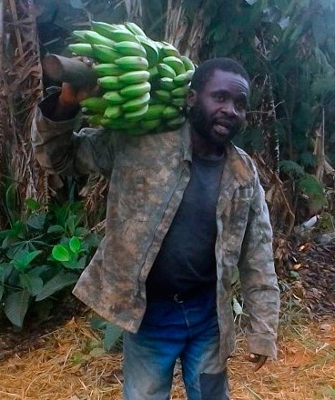 Producteur camerounais transportant des régimes de bananes Gros Michel dans une plantation tropicale