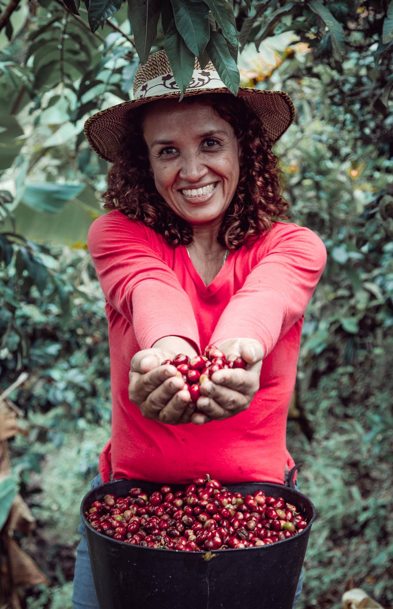 Productrice de café présentant une récolte de grains rouges dans une plantation engagée dans le commerce équitable