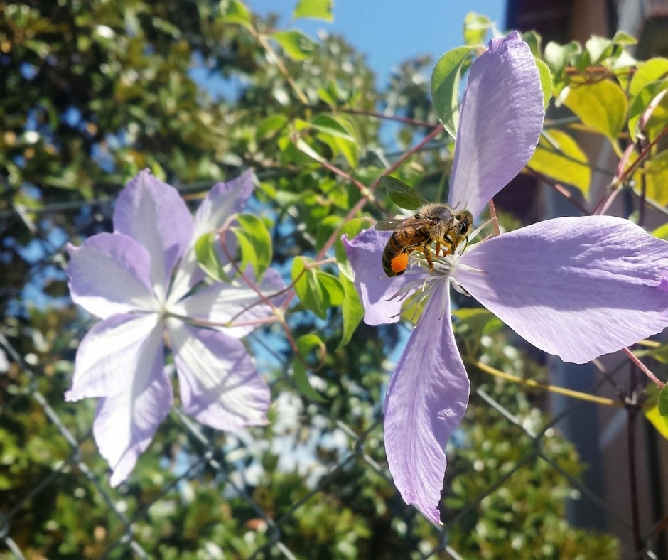 Abeille butinant une fleur sauvage illustrant le rôle des pollinisateurs dans la biodiversité et l'importance des fleurs sauvages mellifères.