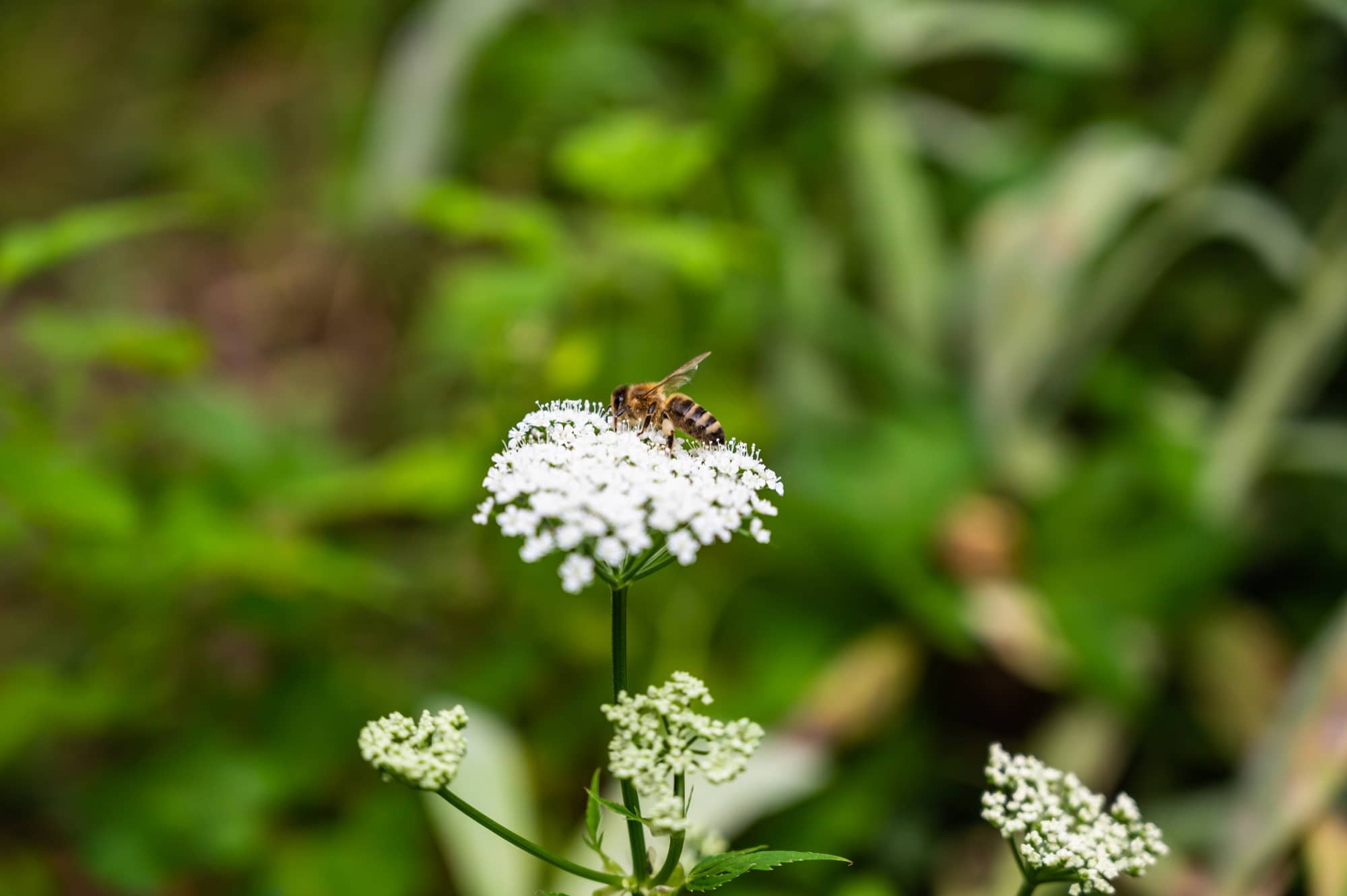 Abeille récoltant le nectar d'une ombelle de carotte sauvage (Daucus carota), une plante mellifère très appréciée des pollinisateurs.