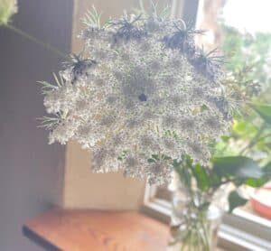 Ombelle de carotte sauvage (Daucus carota) observée lors d'une balade nature à La Roquebrussanne dans le Var.