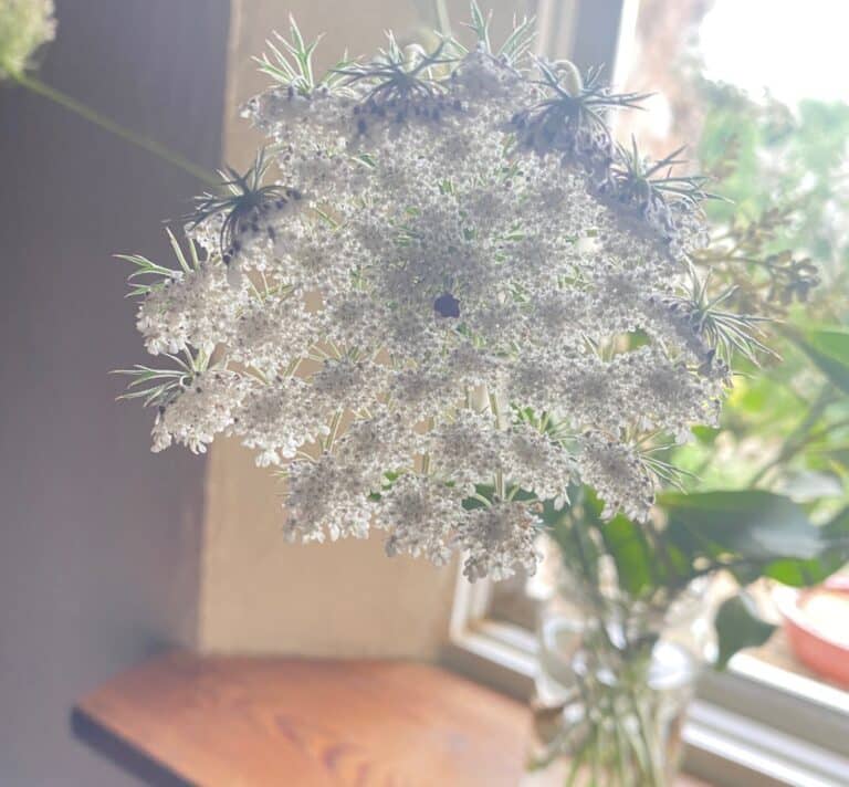 Ombelle de carotte sauvage (Daucus carota) observée lors d'une balade nature à La Roquebrussanne dans le Var.