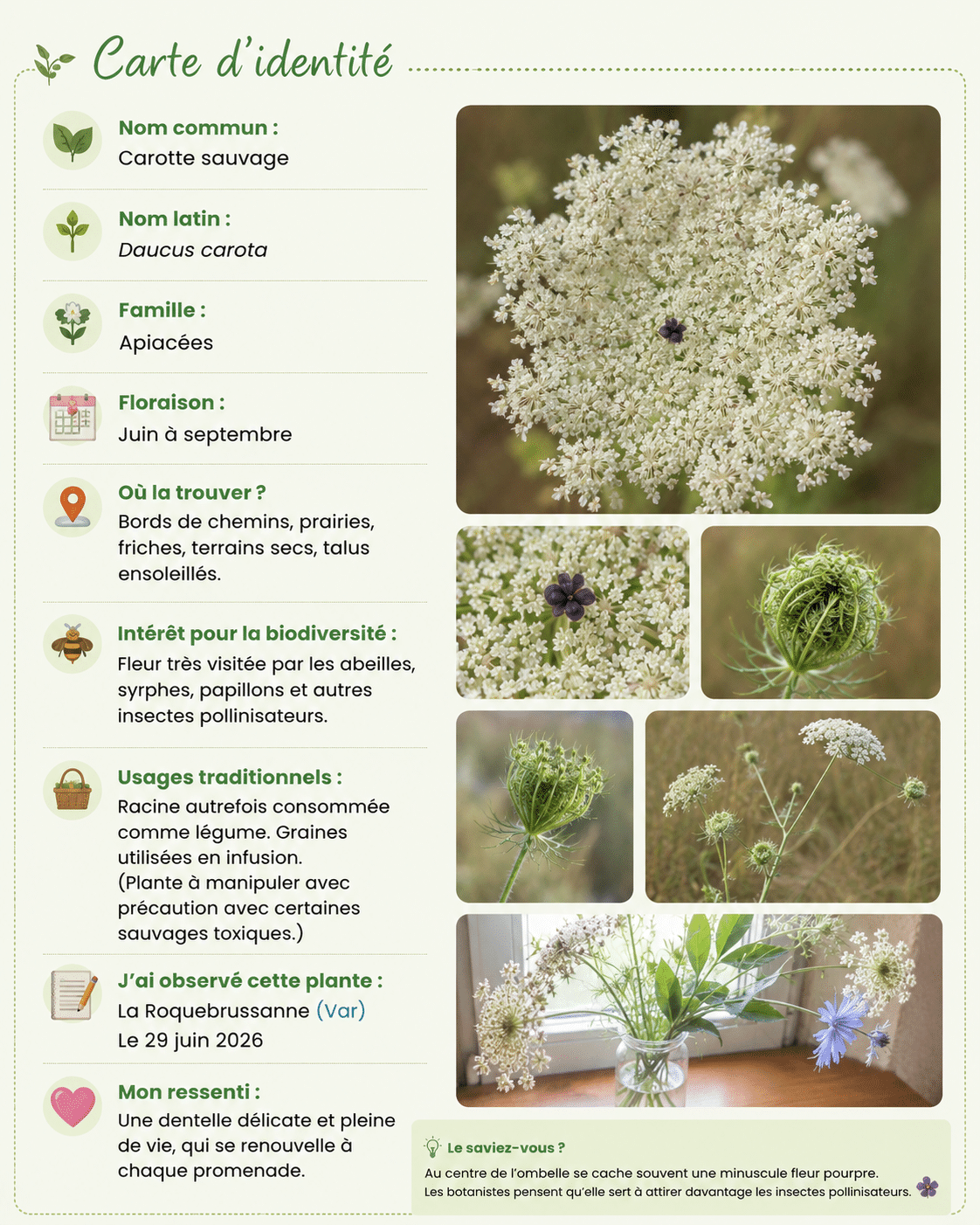 Carte d'identité botanique de la Carotte sauvage (Daucus carota) avec ses caractéristiques, son habitat, sa floraison, son intérêt pour les insectes pollinisateurs et ses usages traditionnels.