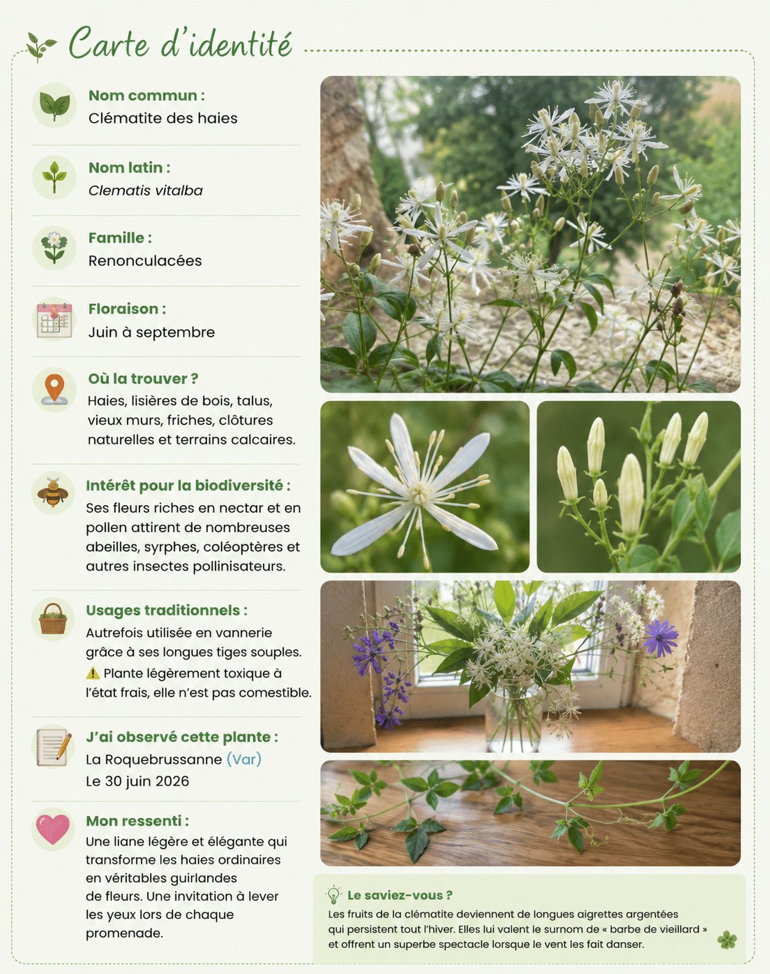 Carte d'identité de la clématite des haies (Clematis vitalba) présentant ses caractéristiques, son intérêt pour la biodiversité et plusieurs photographies de cette liane sauvage en fleurs.