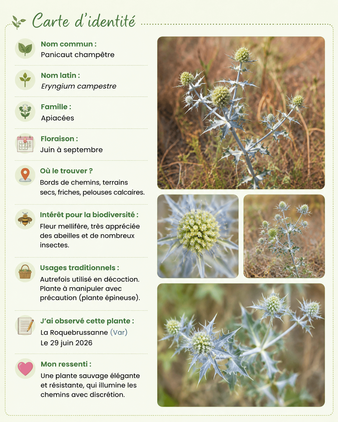 Carte d'identité botanique du Panicaut champêtre (Eryngium campestre) présentant son habitat, sa floraison, son intérêt pour les pollinisateurs et ses principales caractéristiques.