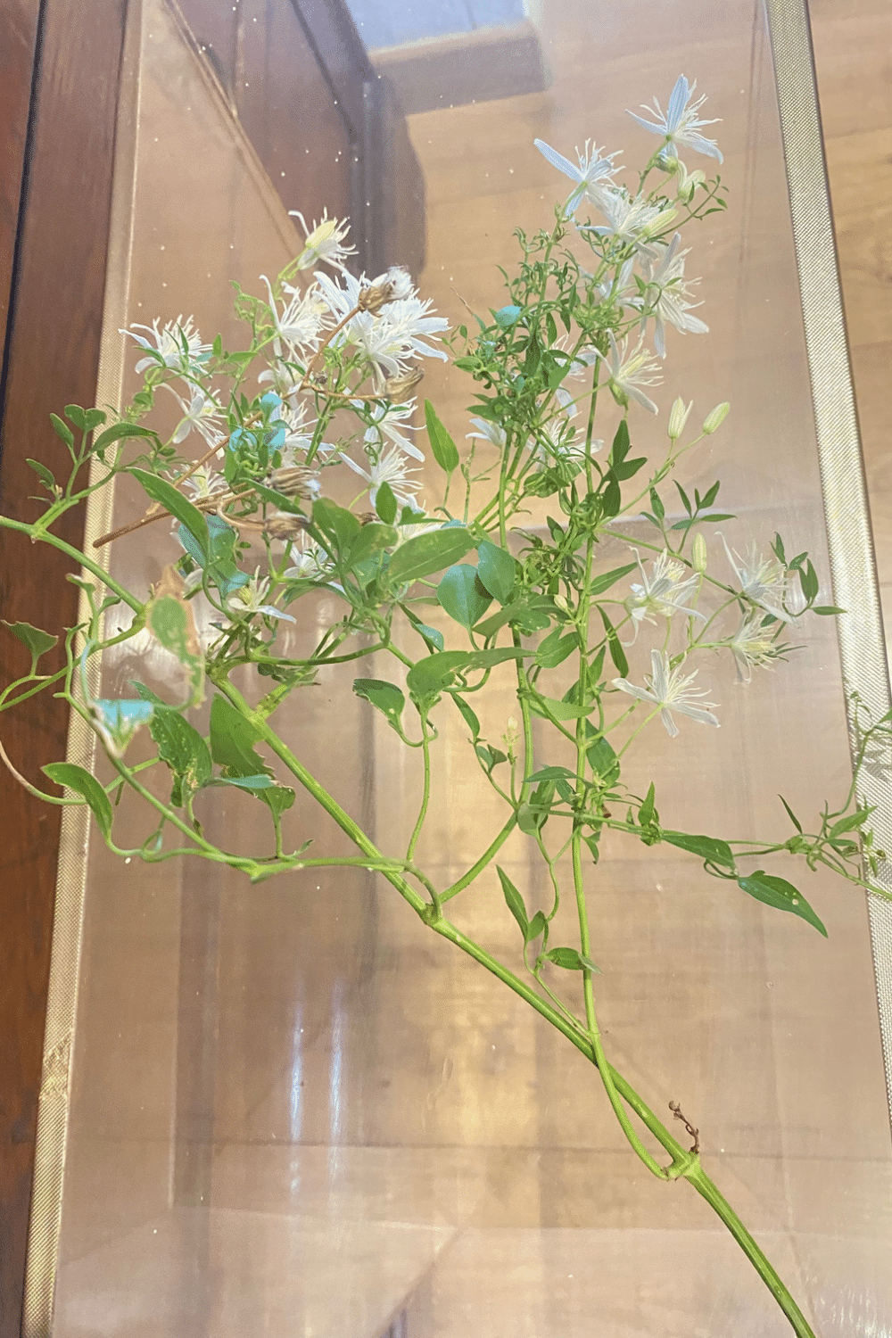 Tige de clématite des haies (Clematis vitalba) montrant ses fleurs blanches étoilées et son feuillage grimpant.