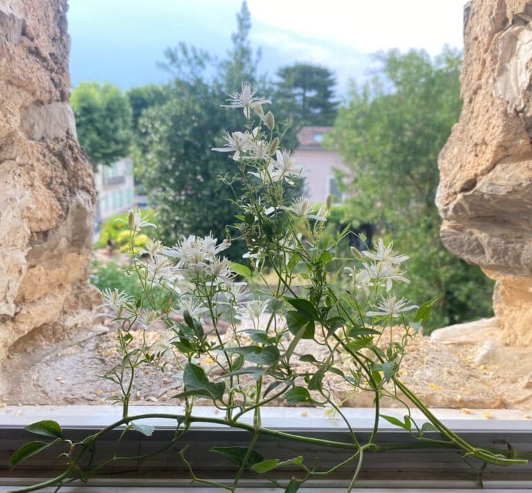 Clématite des haies (Clematis vitalba) en fleurs blanches photographiée dans l'encadrement d'une fenêtre en pierre lors d'une balade nature dans le Var.