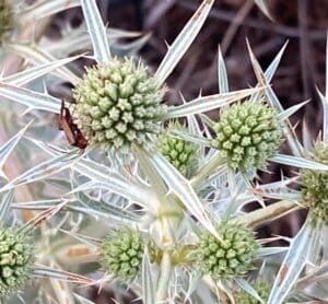 Panicaut champêtre (Eryngium campestre) photographié au bord d'un chemin en Provence.