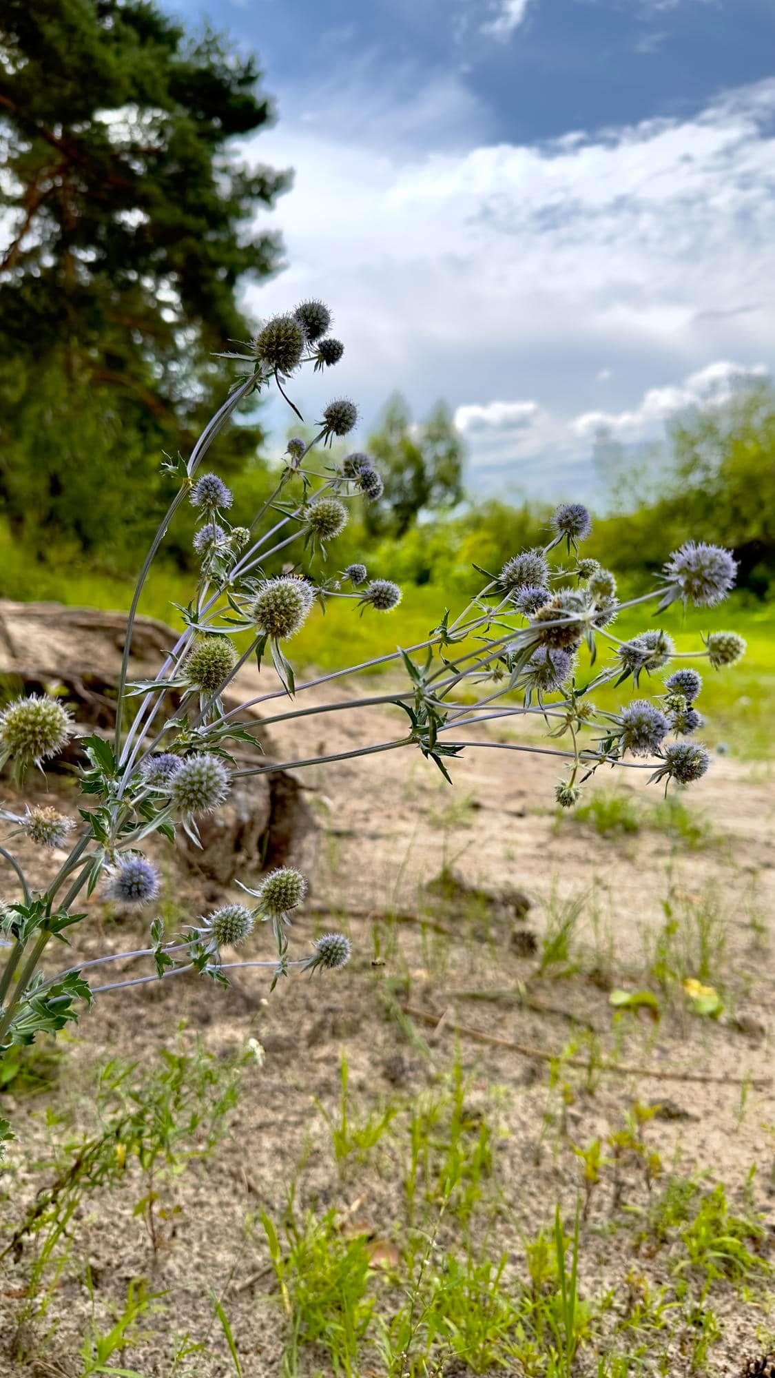 Panicaut champêtre (Eryngium campestre) en fleur dans un milieu sec et ensoleillé.
