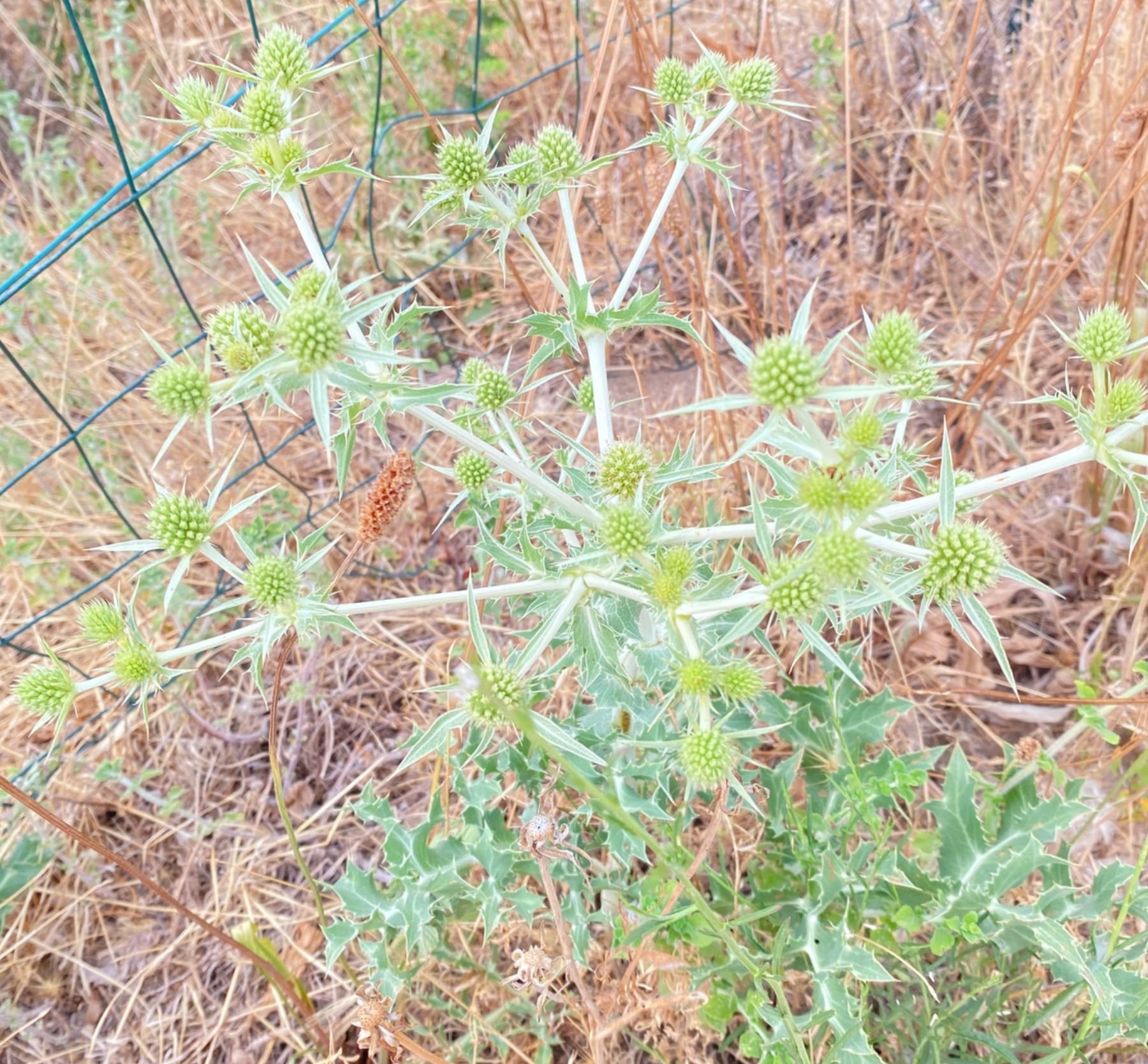 Panicaut champêtre (Eryngium campestre) photographié au bord d'un chemin en Provence.