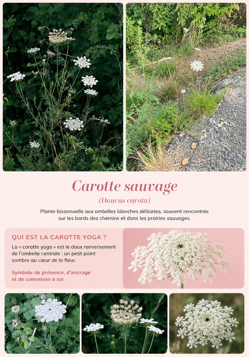 Illustration du paragraphe "Qui est la carotte sauvage ?"