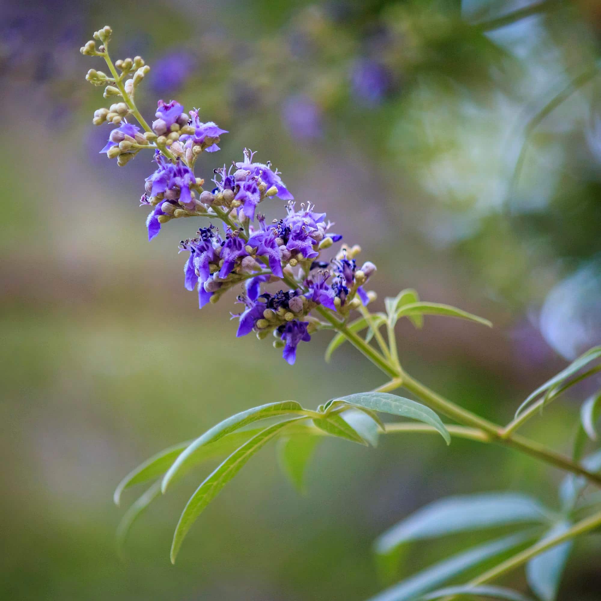 Floraison du gattilier (Vitex agnus-castus), arbuste méditerranéen traditionnellement utilisé pour accompagner le bien-être féminin et la ménopause.