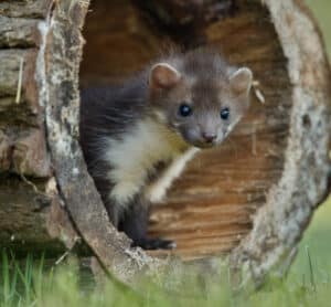 Petite fouine observant son environnement depuis un tronc creux, symbole de l'adaptation naturelle face aux fortes chaleurs.