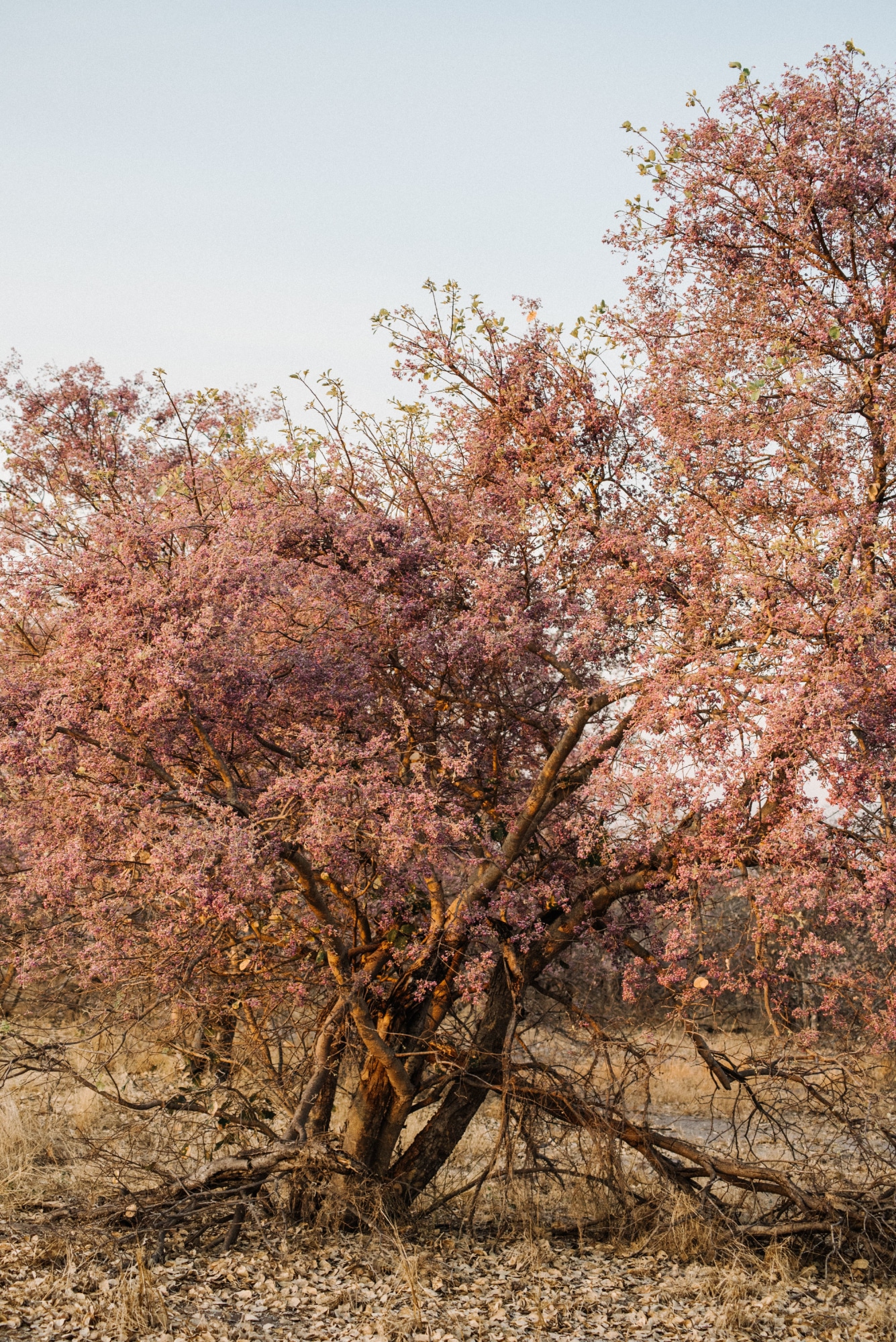 Arbre dans un paysage marqué par la sécheresse, illustrant les conditions qui favorisent des incendies de forêt de plus en plus fréquents.