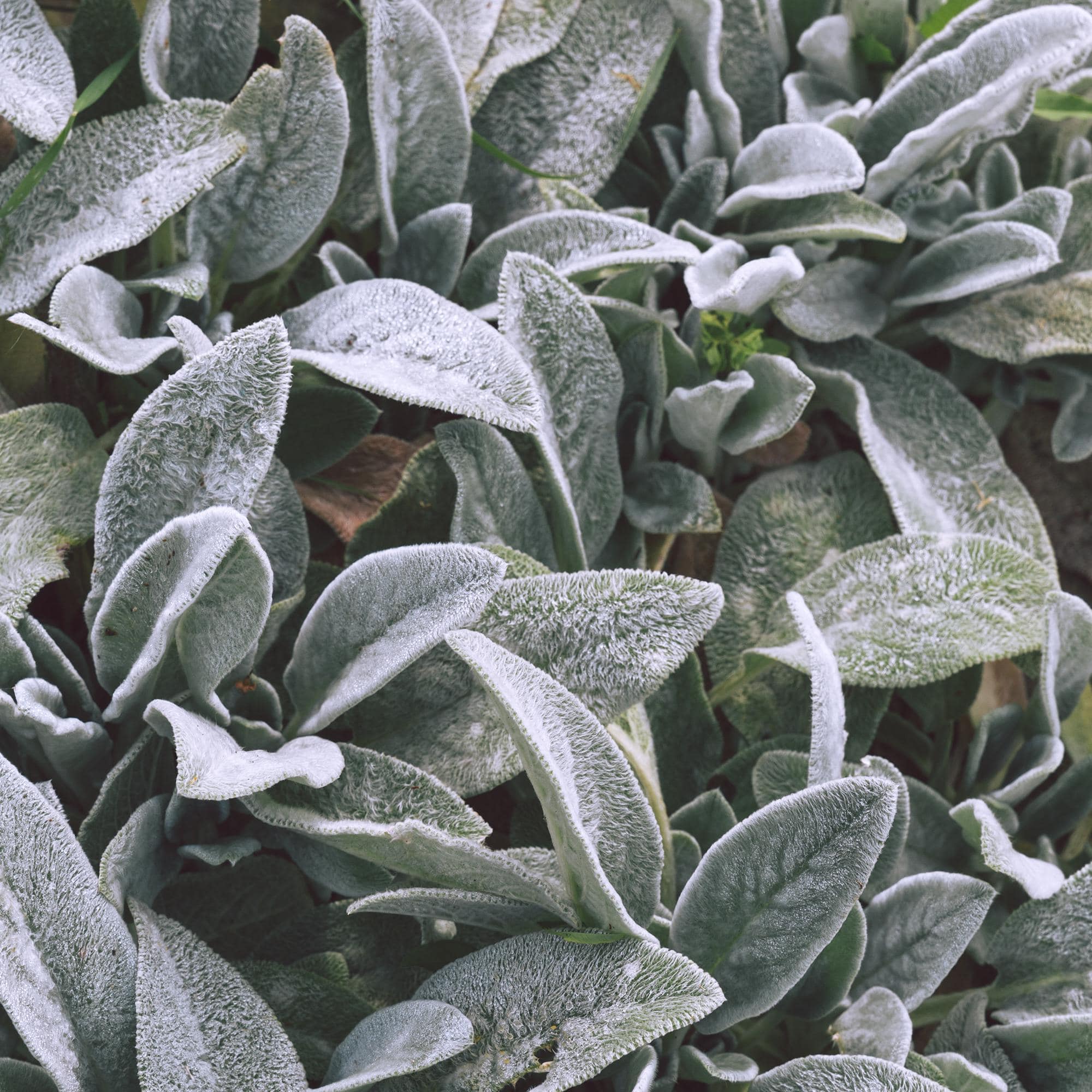 Feuilles veloutées de sauge officinale (Salvia officinalis), plante aromatique réputée pour accompagner la ménopause et les bouffées de chaleur.