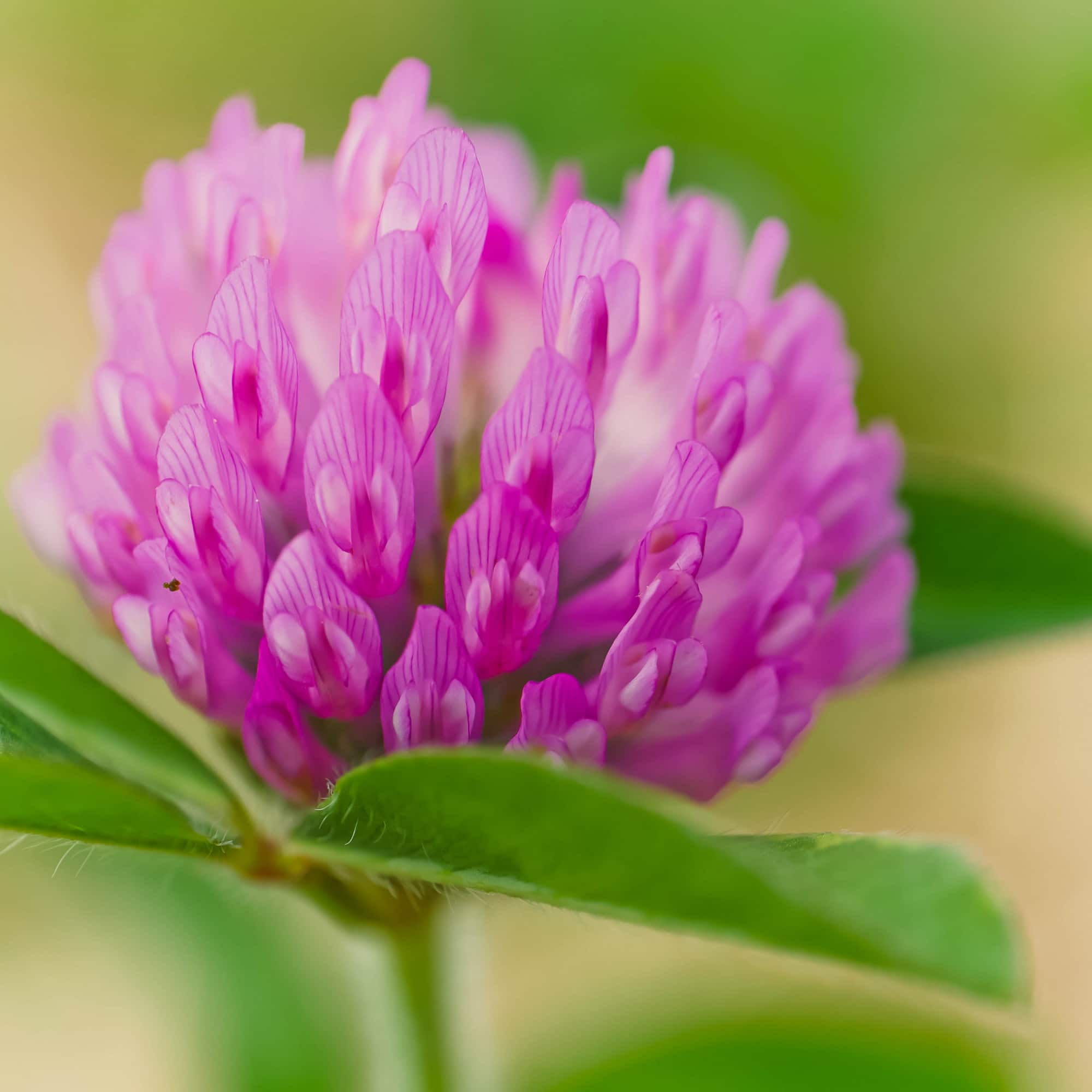 Fleur de trèfle rouge (Trifolium pratense), plante traditionnellement utilisée pour accompagner le bien-être féminin.